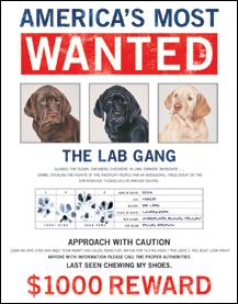 Detail Picture for Wanted - The Lab Gang